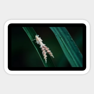 Leafhopper Sticker